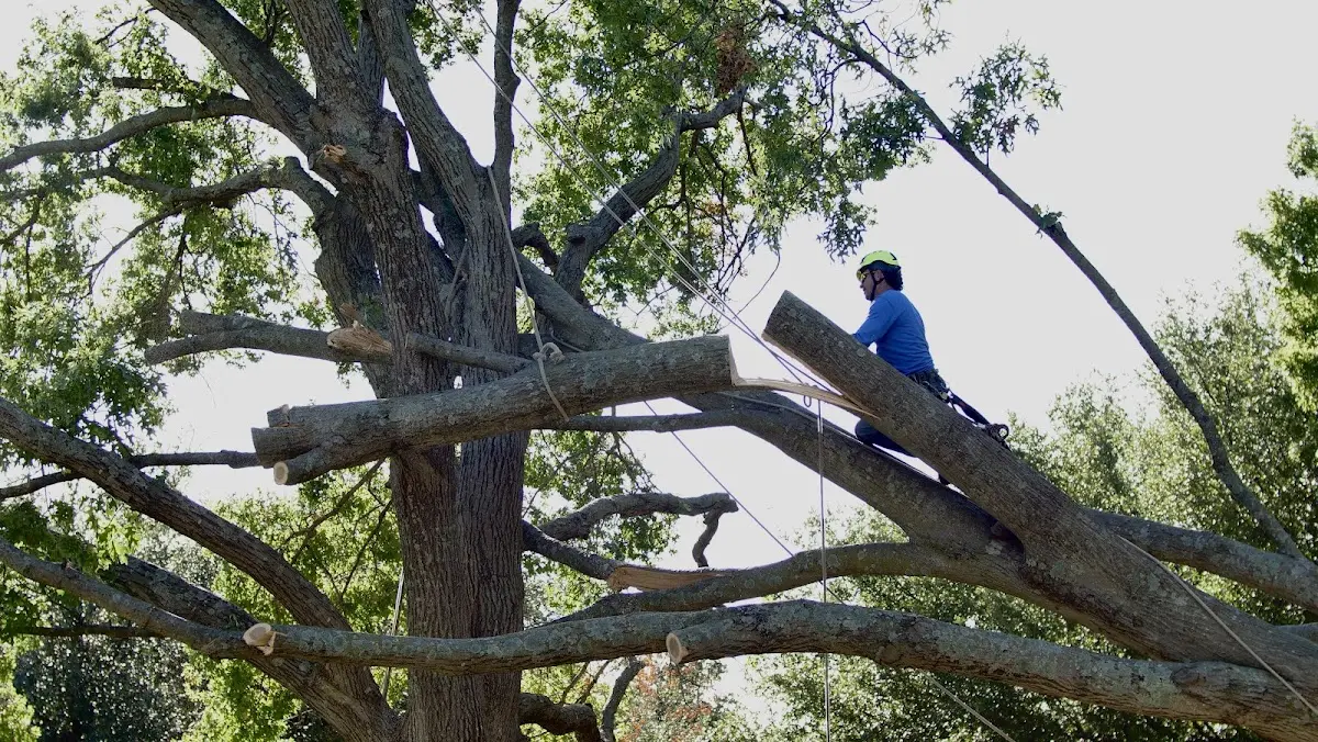 Professional Hazardous Tree Removal performed by certified arborists in Hatchechubbee